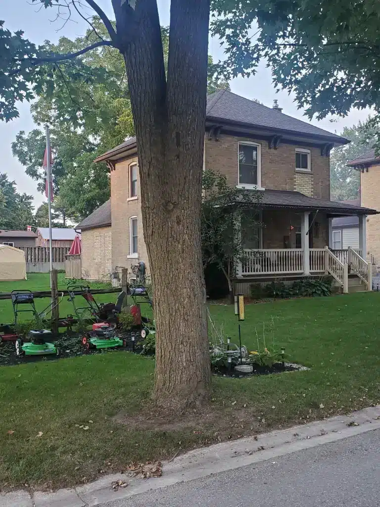 Large tree in front of brick house with asphalt shingle roof and yard plants.